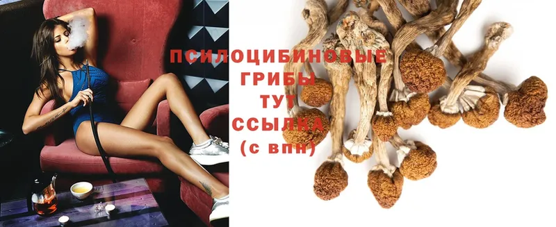 Галлюциногенные грибы Psilocybe Надым